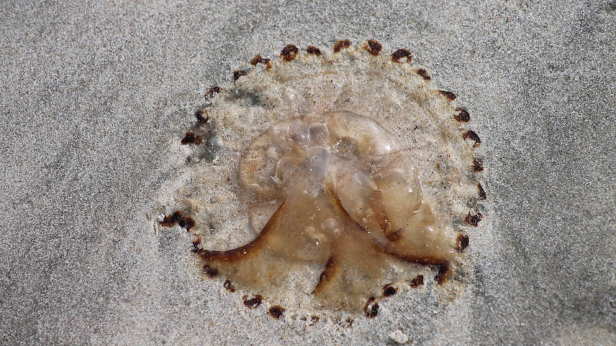 Bild Jegum Freitzeitlan - am Strand © HD-Graphy.de